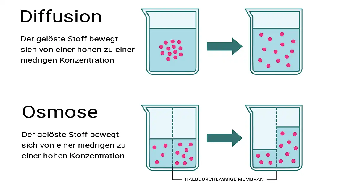 Osmose vs. Diffusion Was ist der Unterschied